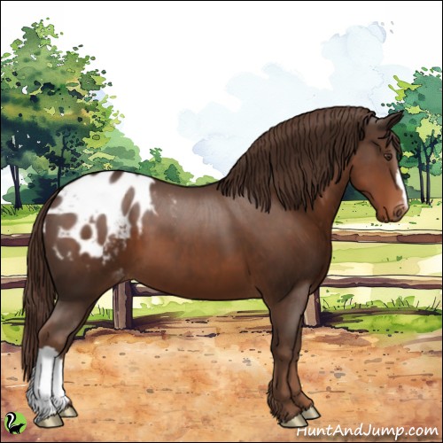 Horse Color:Liver Chestnut Appaloosa 