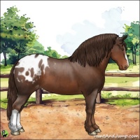 Horse Color:Liver Chestnut Appaloosa 