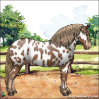 Horse Color:Chestnut Appaloosa 