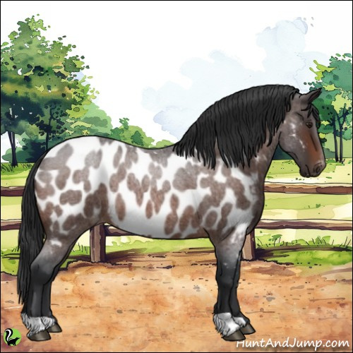 Horse Color:Brown Roan Near Leopard 