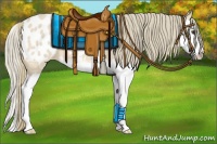 Horse Color:Red Dun Mushroom Splash Appaloosa 