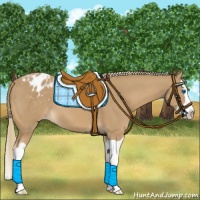 Horse Color:Chestnut Mushroom Splash Appaloosa