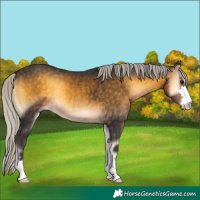 Horse Color:Silver Buckskin Onyx