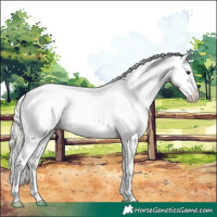 Horse Color:Silver Bay Appaloosa 