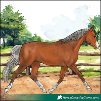Horse Color:Silver Bay 