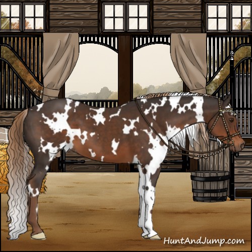 Horse Color:White Spotted Liver Chestnut 