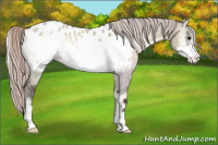 Horse Color:Silver Brown Roan Onyx Frame Appaloosa 
