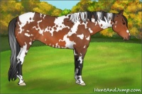 Horse Color:White Spotted Bay 
