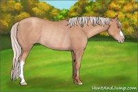 Horse Color:Silver Classic Champagne Rabicano 