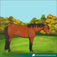 Horse Color:Bay 