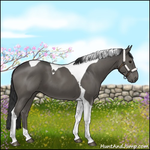 Horse Color:Black Tobiano 