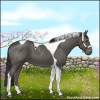 Horse Color:Black Tobiano
