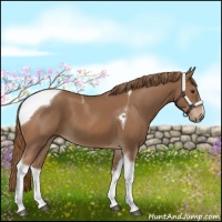 Horse Color:Chestnut Sabino Tobiano 