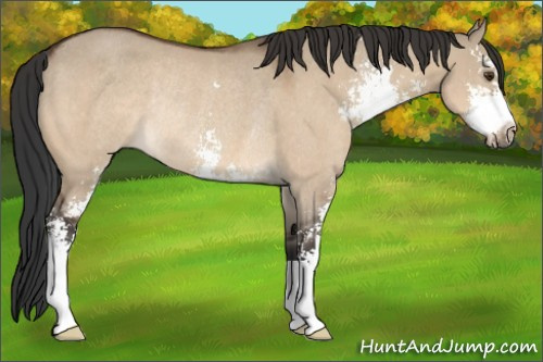 Horse Color:Brown Dun Sabino Rabicano 