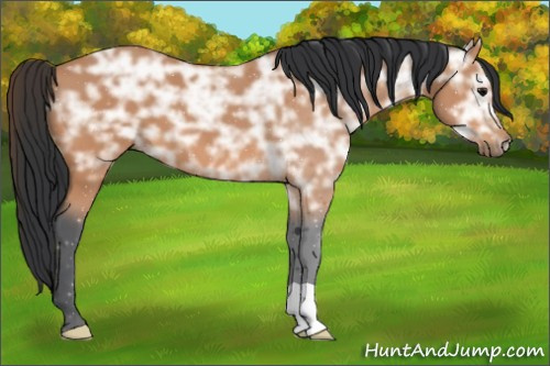 Horse Color:Bay Ice 