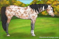 Horse Color:Bay Ice 