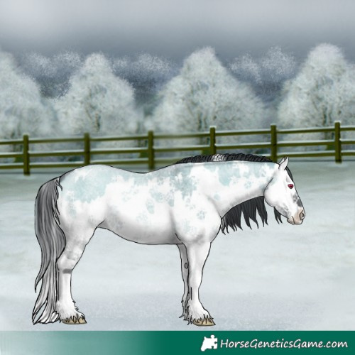 Horse Color:White Spotted Grullo Chinchilla Roan Onyx Splash 