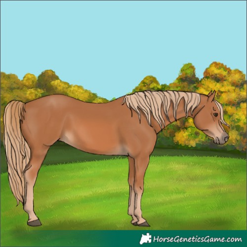 Horse Color:Chestnut 