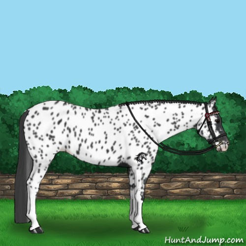 Horse Color:Black Appaloosa 