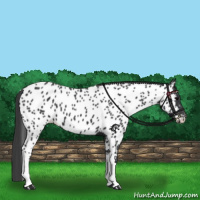 Horse Color:Black Appaloosa 
