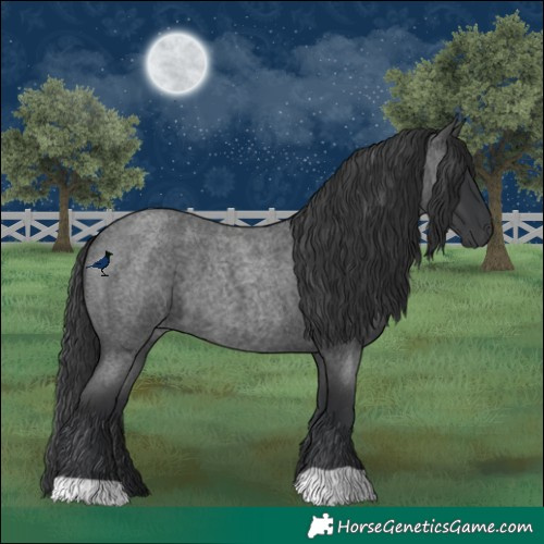 Horse Color:Blue Roan 