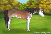 Horse Color:Bay Splash 