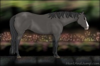 Horse Color:Black Splash 