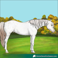 Horse Color:Bay Roan Dun Sabino Appaloosa 