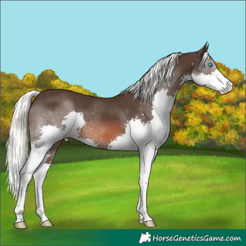 Horse Color:Liver Chestnut Mushroom Splash 