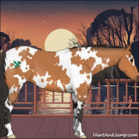 Horse Color:White Spotted Bay 