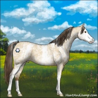 Horse Color:White Spotted Classic Cream Champagne Roan Dun