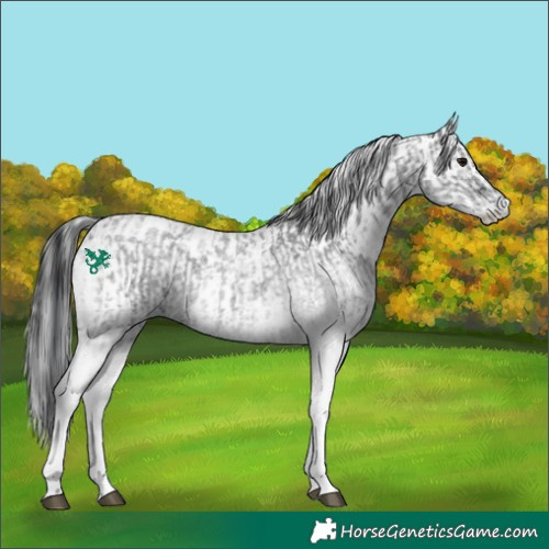 Horse Color:White Spotted Blue Roan Rabicano and Gray White Spotted Blue Roan Rabicano