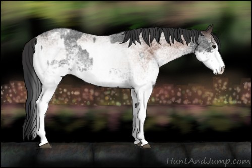 Horse Color:White Spotted Blue Roan Appaloosa Rabicano  and White Spotted Bay Roan Appaloosa Rabicano 