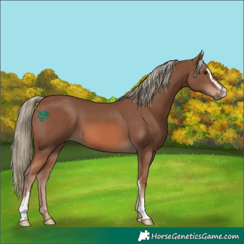 Horse Color:Chestnut Mushroom Sabino