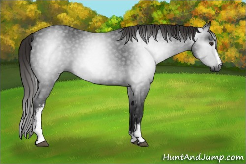 Horse Color:Gray White Spotted Liver Chestnut 