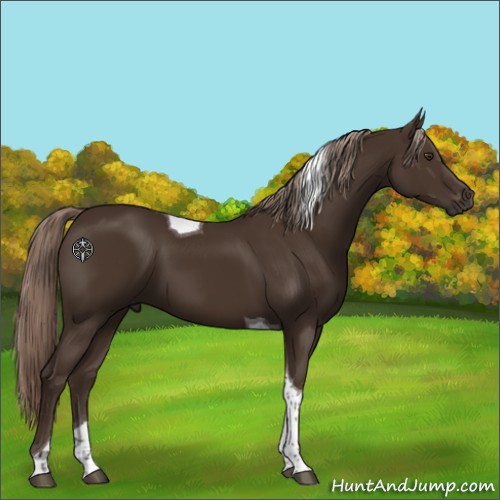 Horse Color:Unknown 