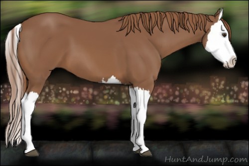 Horse Color:Chestnut Splash 
