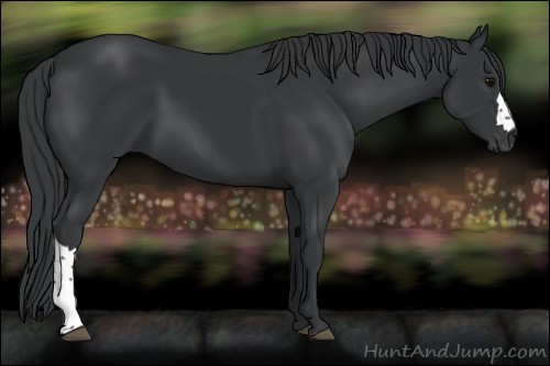 Horse Color:Black 