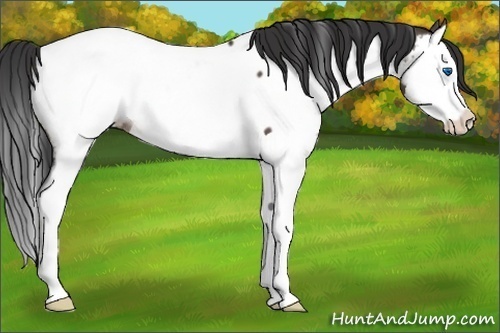 Horse Color:Brown Dun Splash Appaloosa 