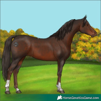 Horse Color:Liver Chestnut Tobiano 