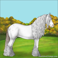 Horse Color:Sable Champagne Appaloosa