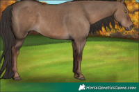 Horse Color:Liver Red Dun Sabino 