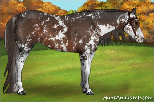 Horse Color:Liver Chestnut Sabino