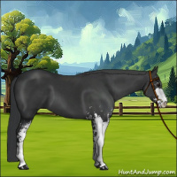 Horse Color:Black Sabino 