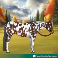 Horse Color:Liver Chestnut Sabino Tobiano Appaloosa 