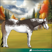 Horse Color:White Spotted Liver Chestnut 