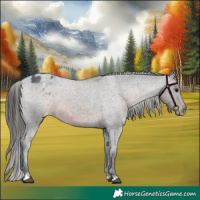Horse Color:Brown Roan Appaloosa 