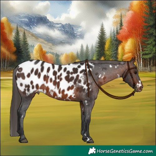 Horse Color:White Spotted Brown Blanket 