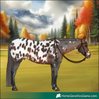Horse Color:White Spotted Brown Appaloosa 