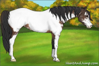 Horse Color:Brown Sabino Appaloosa 